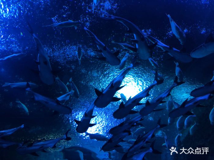 海濱城浩海立方海洋館圖片 - 第8張