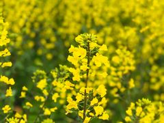 -桑洲油菜花景区