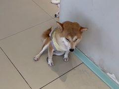 -怪兽屋·羊驼·猫咖·狗咖(俊华广场店)