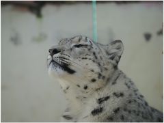 -青藏高原野生动物园