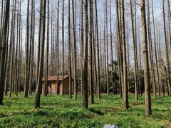 -东平国家森林公园