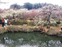 -香雪海