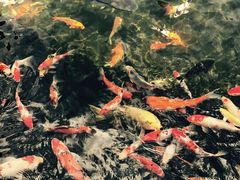 -顺德了能馆(虎门店)