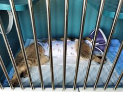 -pd派德宠物中心医院24H急重症·眼科中心·血液透析中心(嵩山北路店)