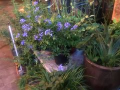 -老地方猫儿面(磁器口店)