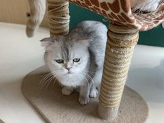 -飞行喵MR PILOT|猫舍·猫咖(静安大融城店)
