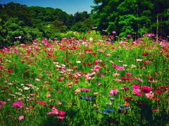 -上海共青森林公园