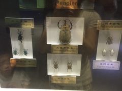 -上海昆虫博物馆