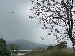 -南丹山森林王国
