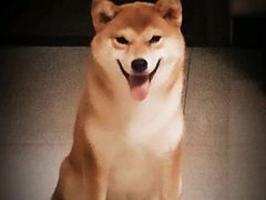 -萌宠之家·腊肠犬·马尔泰·小体犬舍