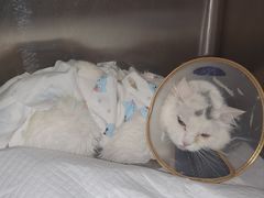 -萌兽医馆·犬猫专科·眼科中心·宠物医院(朝阳门分院)