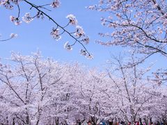 -顾村公园
