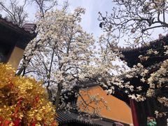 -灵谷景区