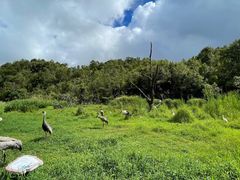 -西双版纳原始森林公园