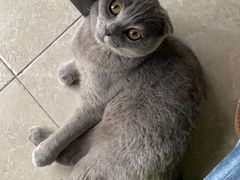 -米苏动物医院·犬猫专科·骨科外科内窥镜
