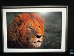 -罗红摄影艺术馆