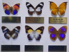 -上海昆虫博物馆