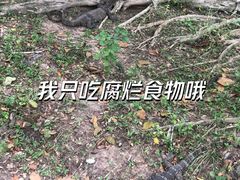 -野象谷景区