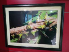 -上海昆虫博物馆