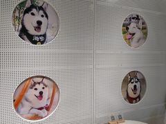 -Husky Go! 哈士奇体验馆·宠物咖啡厅狗咖