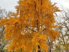 -元大都城垣遗址公园