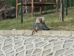 android_upload_pic-哈尔滨北方森林动物园