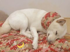 -柴迷FANS CLUB·柴犬狗咖·猫咖