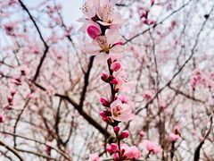 -桃花堤公园