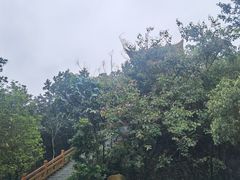-大屏嶂森林公园