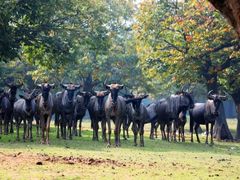 -西安秦岭野生动物园