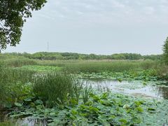 -同里国家湿地公园