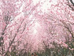 -洨河生态公园
