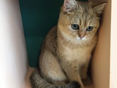金豆豆-飞行喵MR PILOT|猫舍·猫咖(静安大融城店)