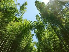 -蜀南竹海景区