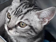 -喵zoo家庭繁育猫舍(尖东智能花园店)