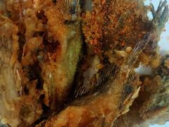 -渔·海鲜餐厅（东澳可域度假村内）南沙湾沙滩店