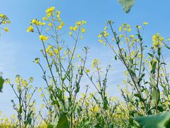 -桑洲油菜花景区
