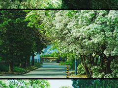 -国家植物园南园