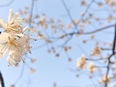 -顾村公园