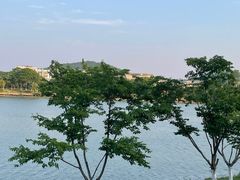 -羊山湖公园
