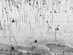 -野鸭湖国家湿地公园