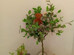 -捕螺记螺蛳粉(东关大街店)