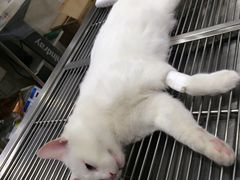 -暖阳宠物医院·犬猫康复中心·骨科