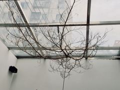 -素咫咖啡CLIFEROSE