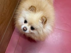 -和它·交个朋友·狗咖猫咖(爱琴海店)