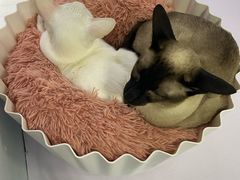 -喵的天空名猫咖啡馆·撸猫·猫舍·用品