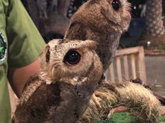 -清迈夜间动物园