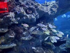 -海合安武汉极地海洋公园