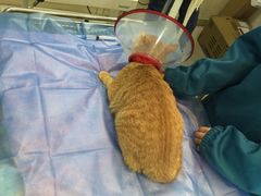 -安安宠物医院(情缘分院)