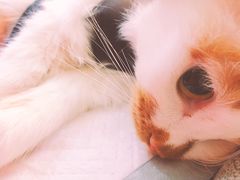 -美联众合宠物医院·爱萌分院·内外科·猫科中心